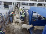 Aïd El-Adha 2026 : le Président de la République décide d’importer un million de moutons