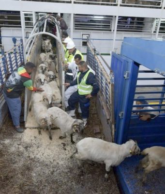 Aïd El-Adha 2026 : le Président de la République décide d’importer un million de moutons