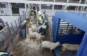 Aïd El Adha : Neuf ports recevront prochainement des navires de moutons importés