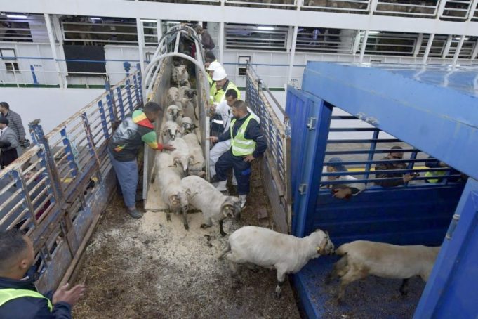 Aïd El-Adha 2026 : le Président de la République décide d’importer un million de moutons